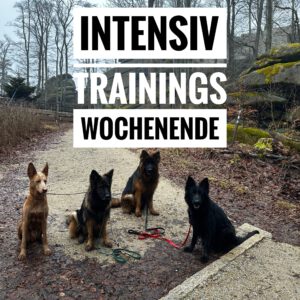 ⁸ 𝗜𝗻𝘁𝗲𝗻𝘀𝗶𝘃 𝗪𝗼𝗰𝗵𝗲𝗻𝗲𝗻𝗱𝗲 -𝙖𝙪𝙛𝙛𝙖̈𝙡𝙡𝙞𝙜𝙚𝙨 𝙑𝙚𝙧𝙝𝙖𝙡𝙩𝙚𝙣- 03.05 & 04.05.2025